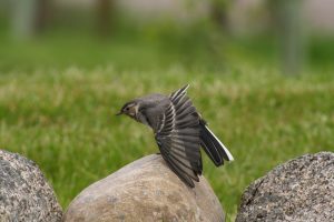 Young pied wagtail