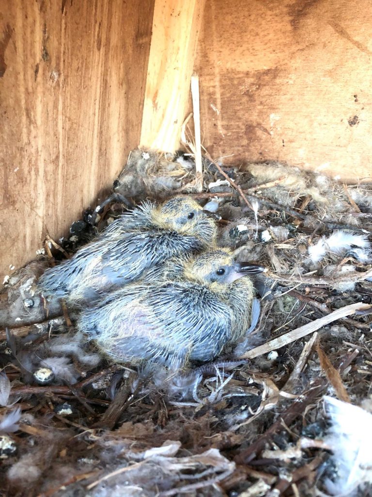 When do garden birds start nesting in the UK?
