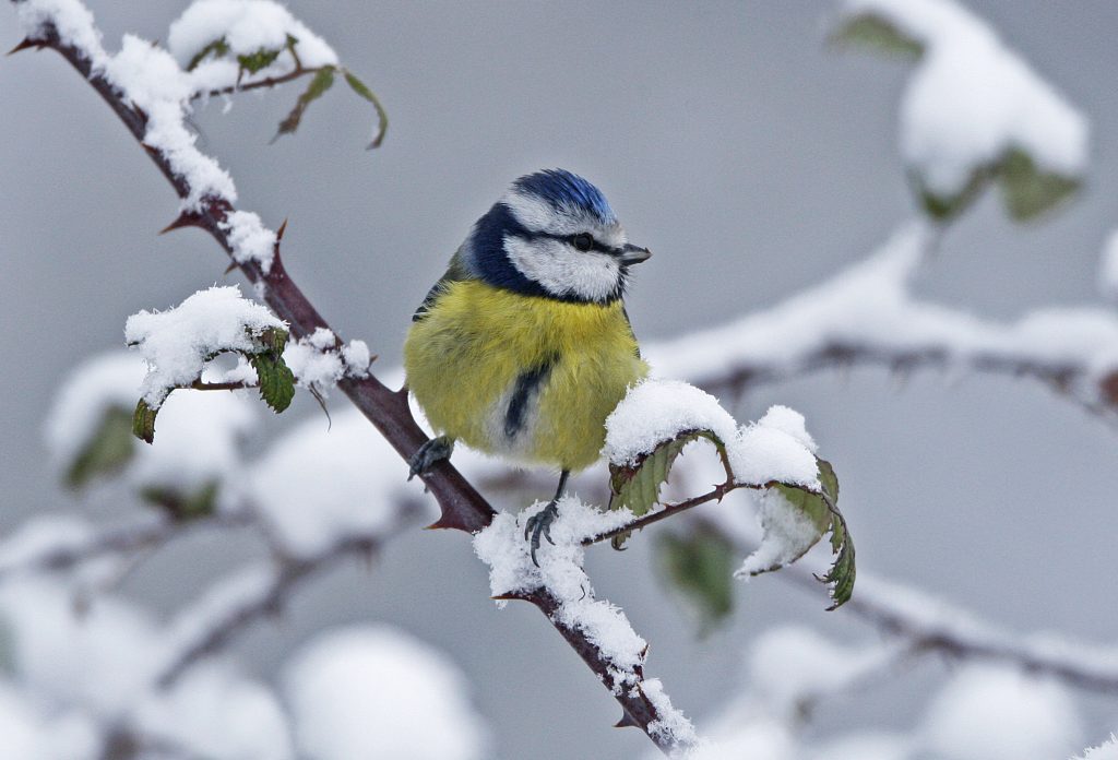 Nicholas' Collection of Royalty Free Wild Bird Photography