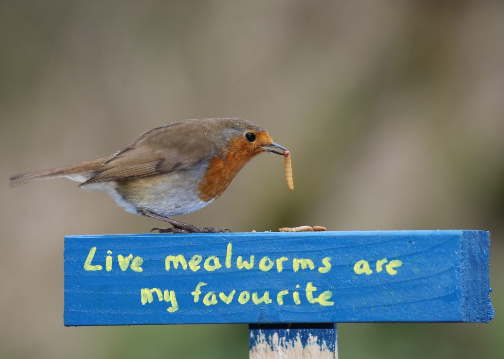 Live mealworms are the best