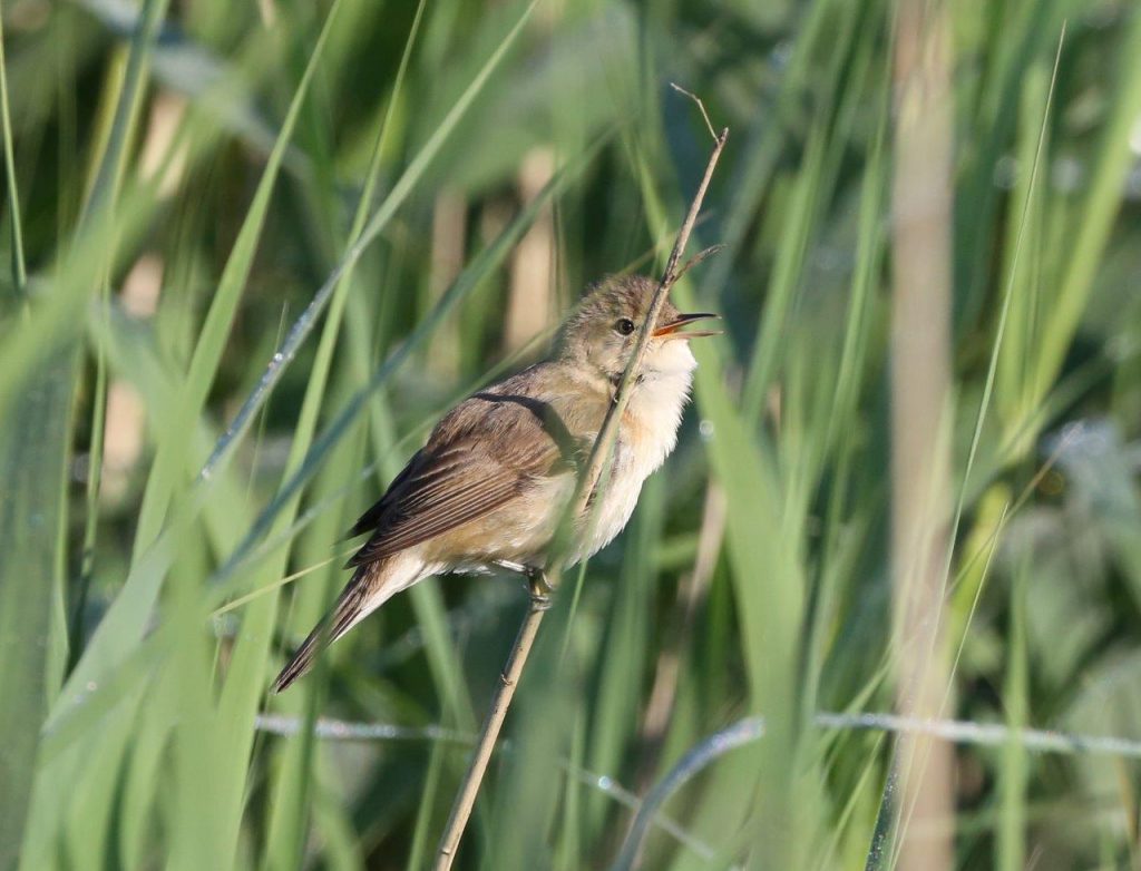 Reed Warblers continue to sing