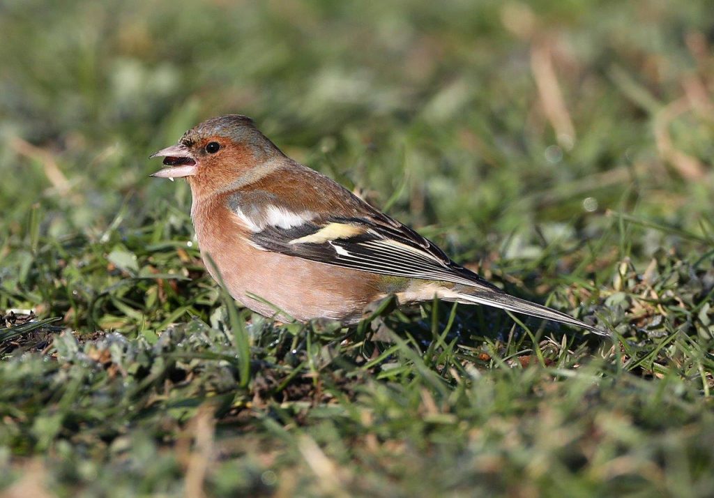 All About the Chaffinch