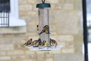 Goldfinches