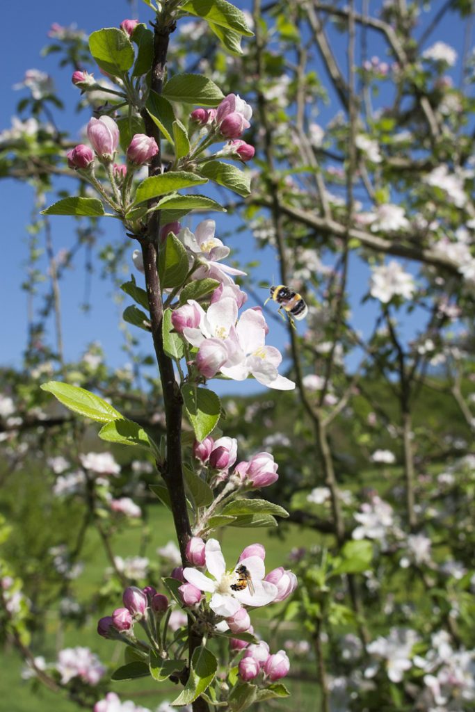 Nectar for birds, bees and people