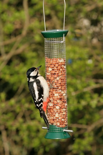 Attracting wild birds