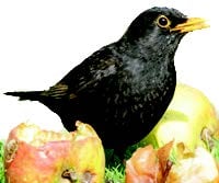 Blackbird Blackbird