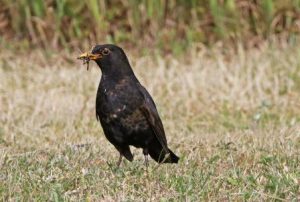 All about the Blackbird