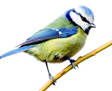 Blue Tit Blue Tit
