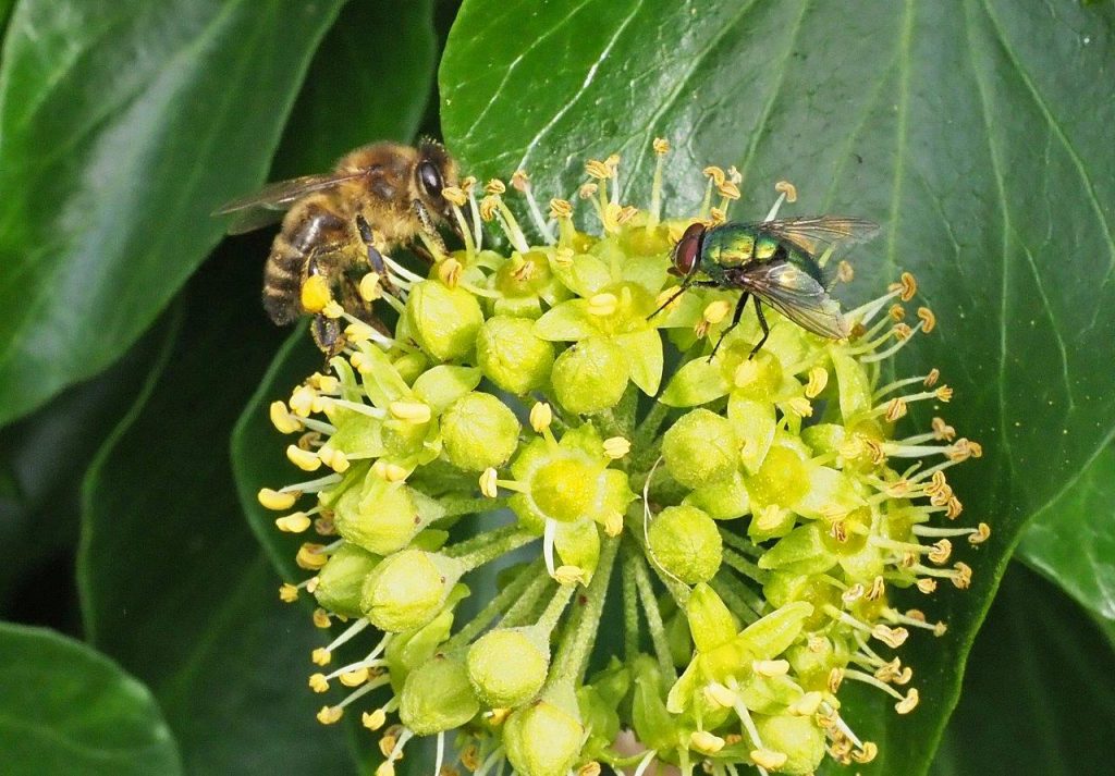 New report again highlights the decline in insects and what we can all do to help