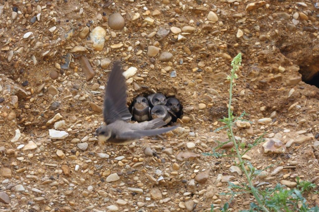 Sand Martin family