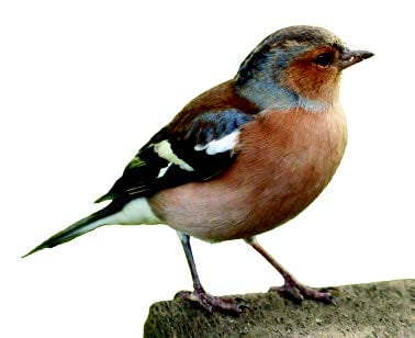 Chaffinch Chaffinch