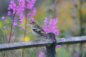 Whether or not certain species will ever visit your garden