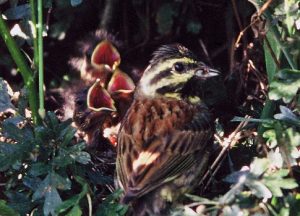 Bringing the Cirl Bunting back from the brink of oblivion by Andrew Cooper