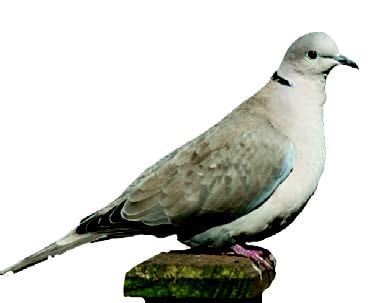 Collared Dove Collared Dove