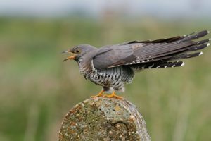Cuckoos