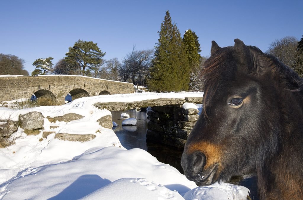 Dartmoor Tales