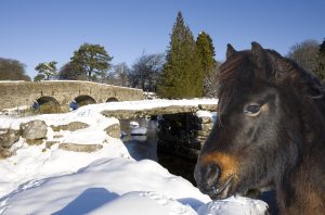 Dartmoor Tales