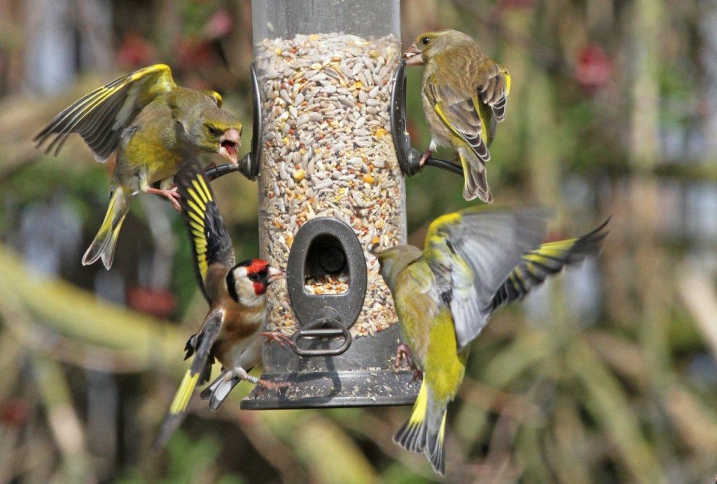 How To Keep Your Garden Birds Healthy