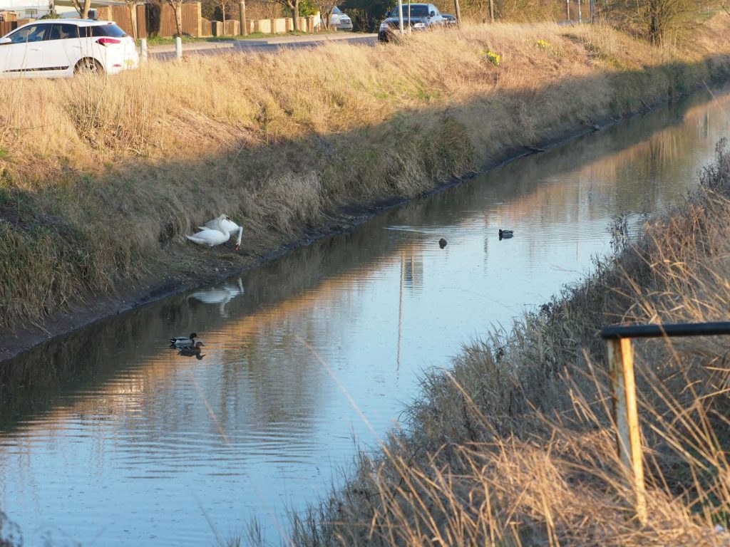 Drain Management for Wildlife