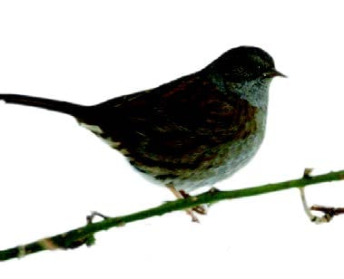 Dunnock Dunnock