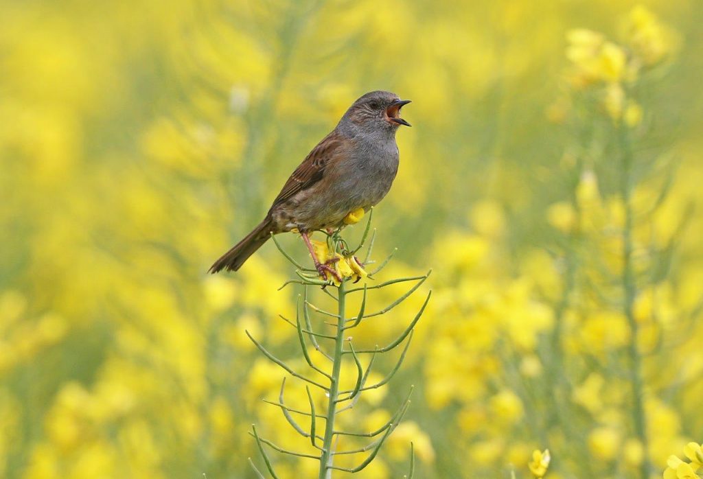 Singing Dunnock