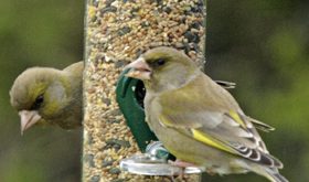Why circular perches are such a good idea