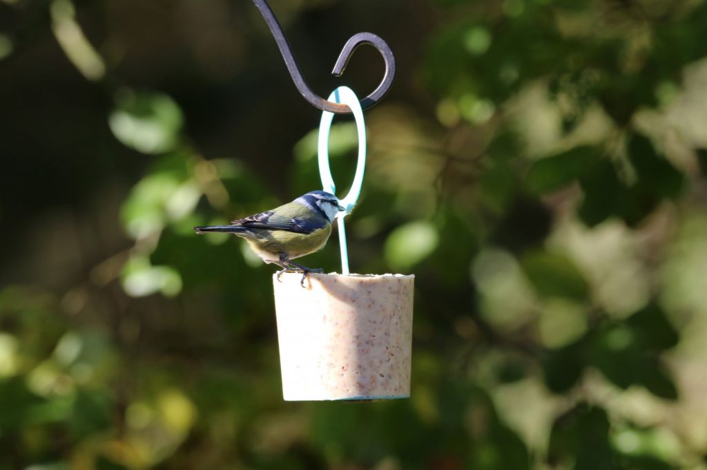 The value of suet products