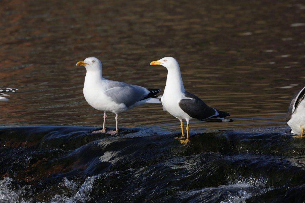 The Herring & Lesser Black Backed Gull