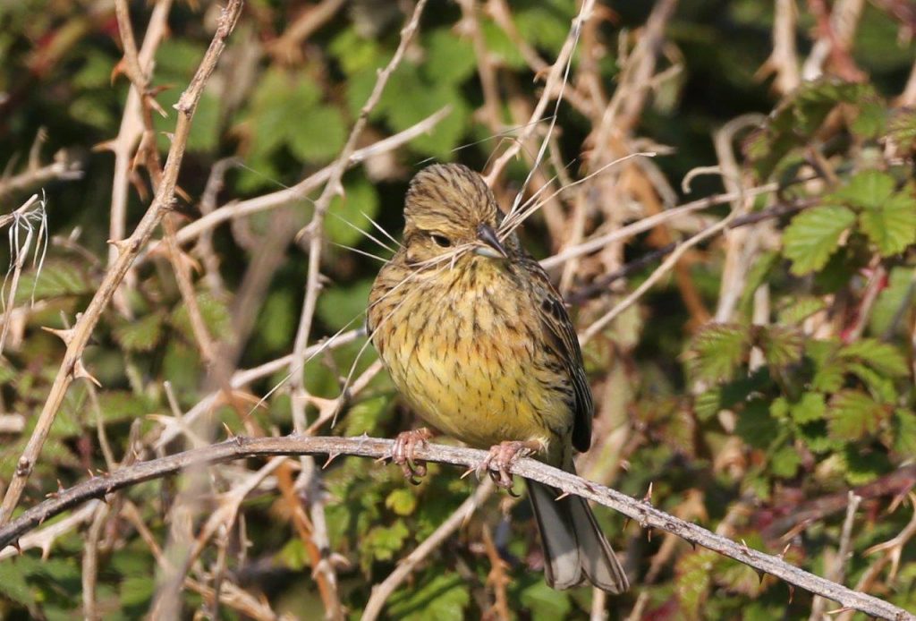 Cirl Bunting - female