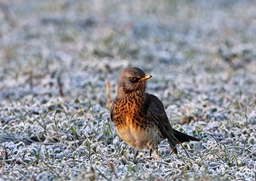 Feildfare