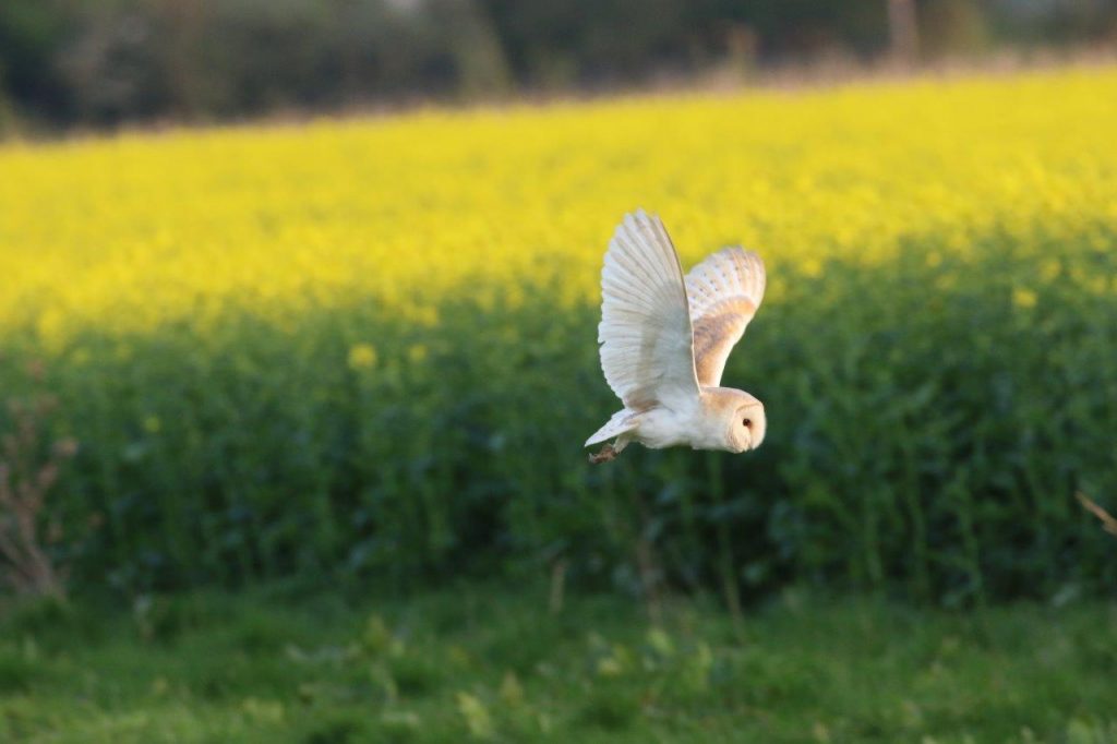 Good weather for Barn Owls