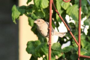 Female house sparrow