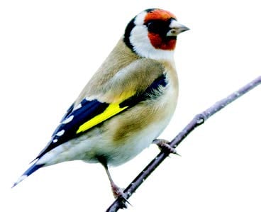 Goldfinch Goldfinch