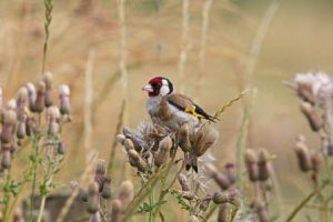 Goldfinches & thistles