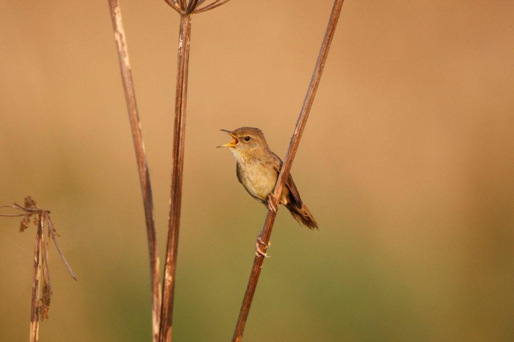 A singing Grasshopper Warbler