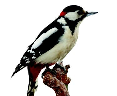 Great Spotted Woodpecker Great Spotted Woodpecker