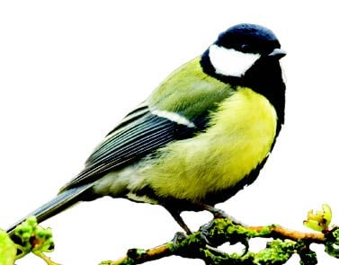 Great Tit Great Tit