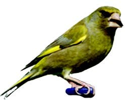 Greenfinch Greenfinch