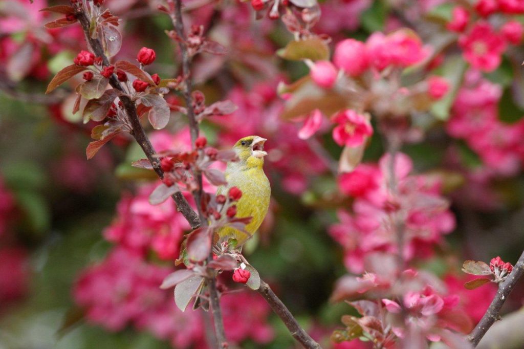 A Greenfinch singing his heart out