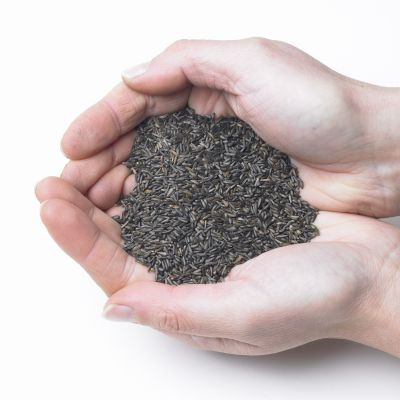 Niger Seed