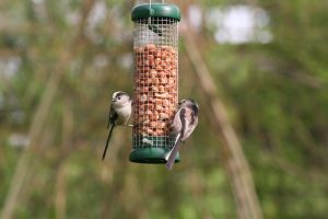 Long-tailed tits