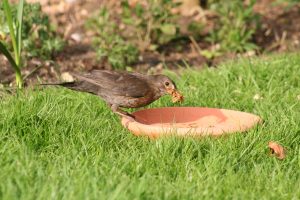 Female blackbird with live mealworms