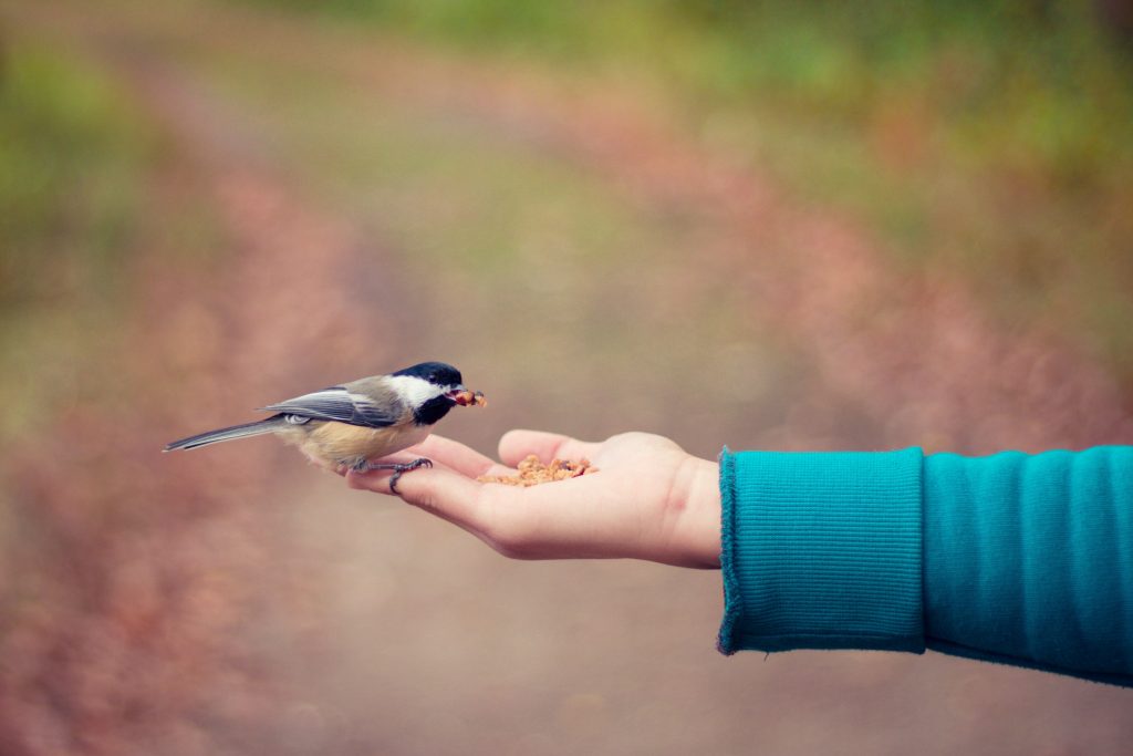 Prescribing birds