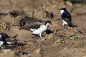 House Martin Migration 2018 & Helping Them Nest