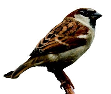 House Sparrow House Sparrow