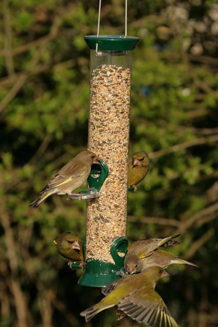 Hanging seed feeder