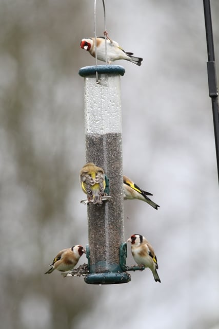 How to feed