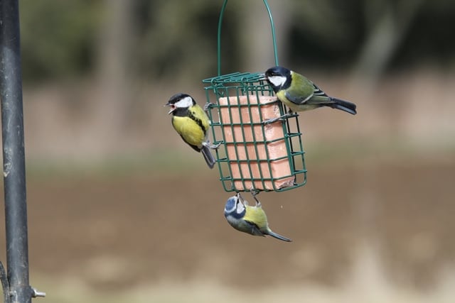 Suet blocks