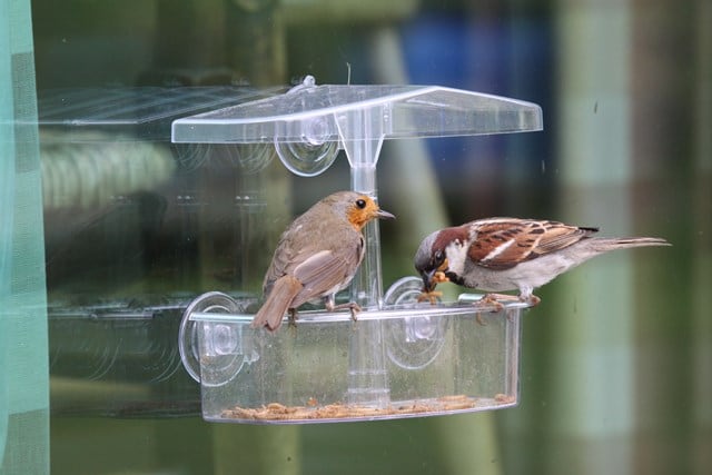Observer Live Food Feeder