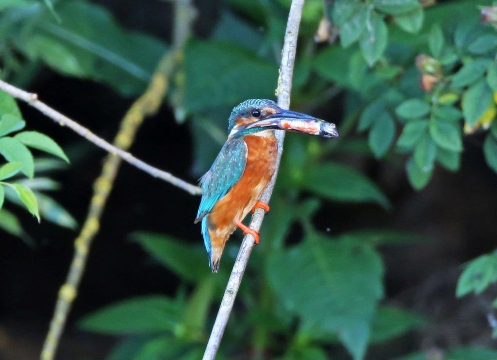 Kingfisher with Food